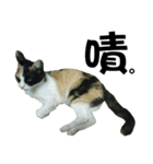 Meowou（個別スタンプ：11）