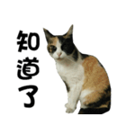 Meowou（個別スタンプ：18）