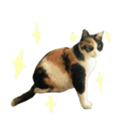 Meowou（個別スタンプ：21）
