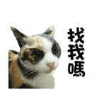 Meowou（個別スタンプ：23）