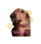 ダックスの日常。（個別スタンプ：1）
