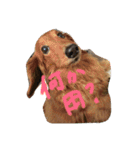 Happy stamp set！！（個別スタンプ：1）