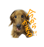 Happy stamp set！！（個別スタンプ：14）