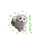 にゃんこのまろん（個別スタンプ：1）