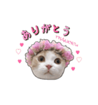 にゃんこのまろん（個別スタンプ：2）