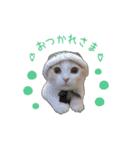 にゃんこのまろん（個別スタンプ：5）