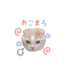にゃんこのまろん（個別スタンプ：13）