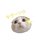 にゃんこのまろん（個別スタンプ：16）