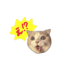 にゃんこのまろん（個別スタンプ：18）