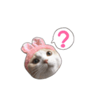 にゃんこのまろん（個別スタンプ：19）