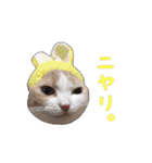 にゃんこのまろん（個別スタンプ：22）