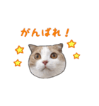 にゃんこのまろん（個別スタンプ：30）