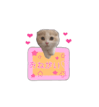 にゃんこのまろん（個別スタンプ：33）