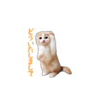 にゃんこのまろん（個別スタンプ：39）