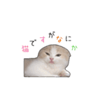 にゃんこのまろん（個別スタンプ：40）