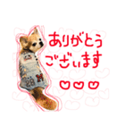 Chihuahua YTI（個別スタンプ：1）