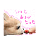 Chihuahua YTI（個別スタンプ：2）