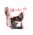 Chihuahua YTI（個別スタンプ：3）