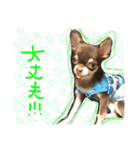 Chihuahua YTI（個別スタンプ：5）