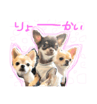 Chihuahua YTI（個別スタンプ：6）