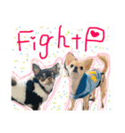 Chihuahua YTI（個別スタンプ：7）
