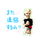 Chihuahua YTI（個別スタンプ：8）