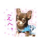 Chihuahua YTI（個別スタンプ：9）