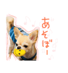 Chihuahua YTI（個別スタンプ：10）