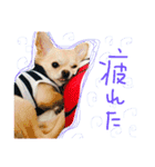 Chihuahua YTI（個別スタンプ：11）