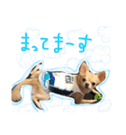 Chihuahua YTI（個別スタンプ：12）