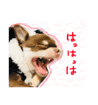 Chihuahua YTI（個別スタンプ：13）