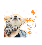 Chihuahua YTI（個別スタンプ：14）