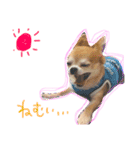 Chihuahua YTI（個別スタンプ：15）