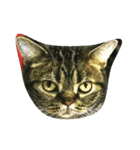 meou cats（個別スタンプ：1）