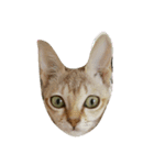 meou cats（個別スタンプ：2）