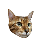 meou cats（個別スタンプ：3）