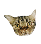 meou cats（個別スタンプ：4）