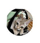 meou cats（個別スタンプ：6）