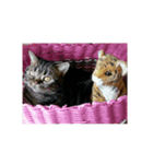 meou cats（個別スタンプ：7）