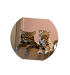 meou cats（個別スタンプ：8）