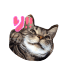 我が家のにゃんこず（個別スタンプ：3）
