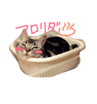 我が家のにゃんこず（個別スタンプ：5）