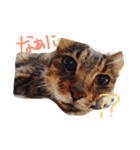 我が家のにゃんこず（個別スタンプ：9）