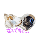 我が家のにゃんこず（個別スタンプ：11）