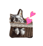 我が家のにゃんこず（個別スタンプ：13）