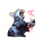 我が家のにゃんこず（個別スタンプ：14）