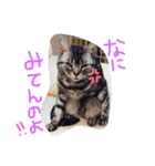 我が家のにゃんこず（個別スタンプ：19）
