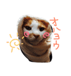 我が家のにゃんこず（個別スタンプ：20）