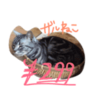 我が家のにゃんこず（個別スタンプ：25）