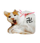 我が家のにゃんこず（個別スタンプ：26）